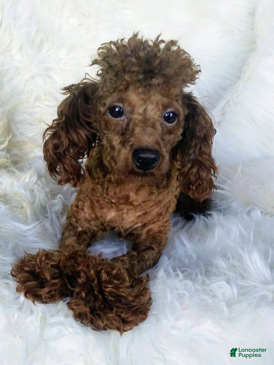 Cavapoo dogs for sale: Prince - Image 5
