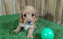 Cavapoo dogs for sale: Honeycomb Boy 4 - Image 7
