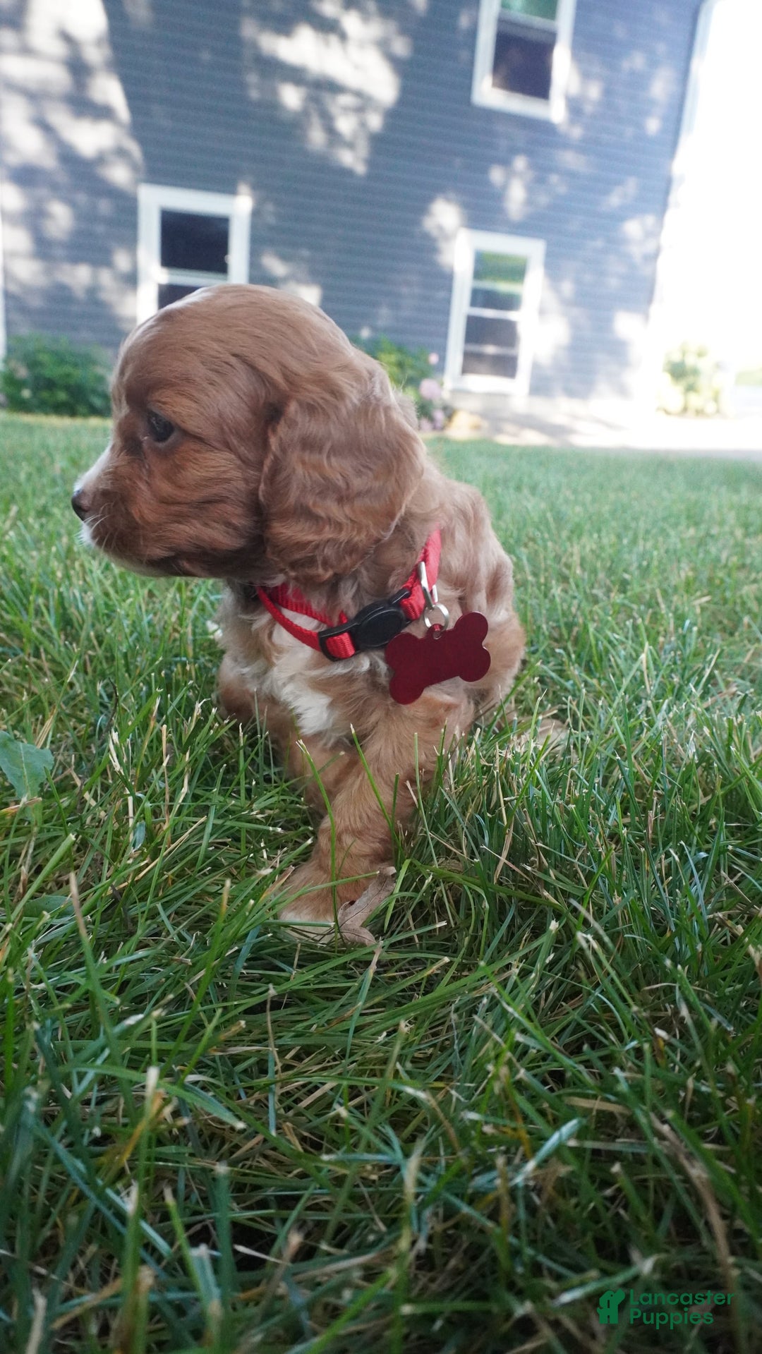 Cavapoo dogs for sale: Tanner - Image 5