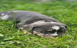 American Bully dogs for sale: Boss - Image 3