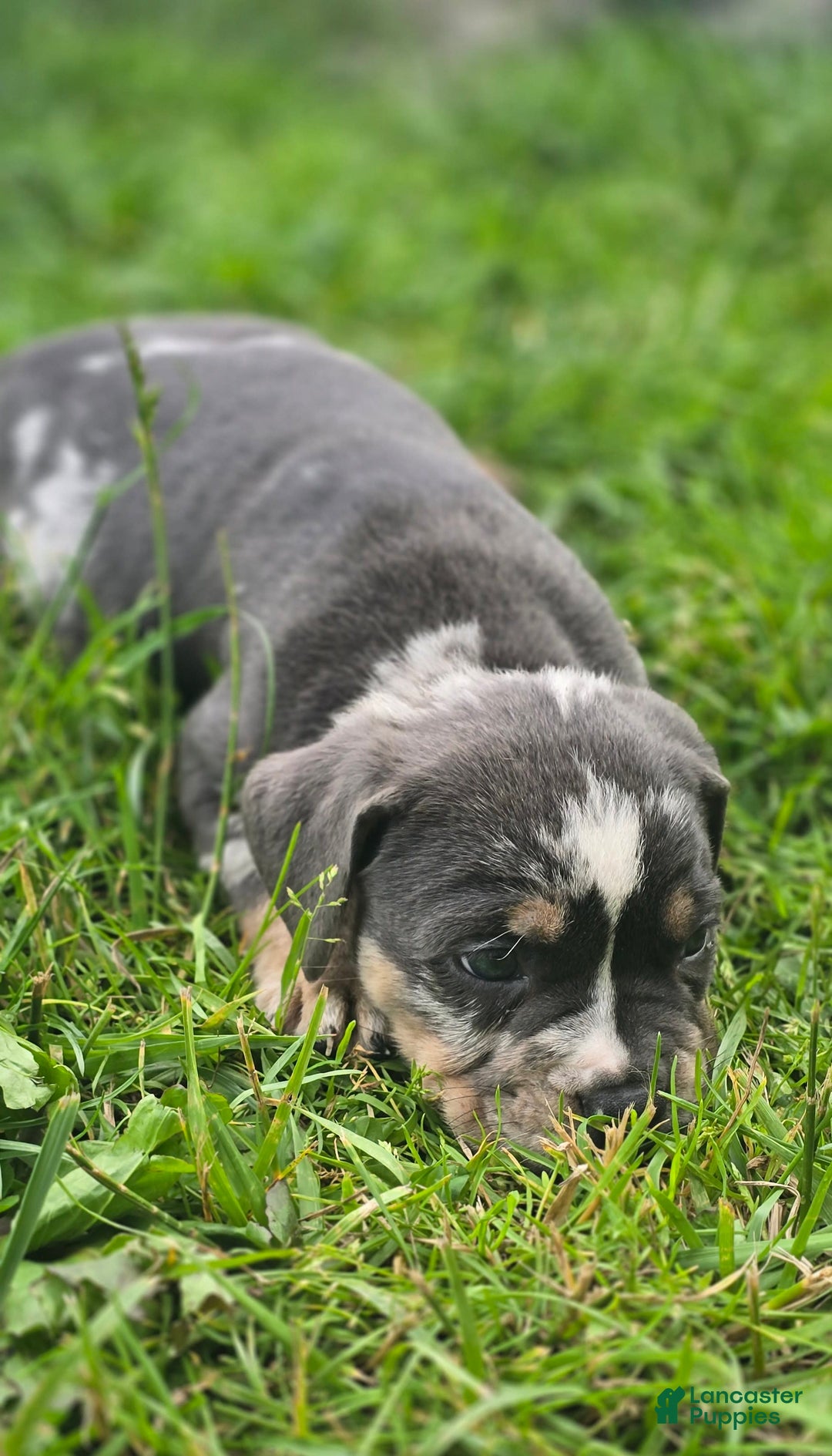 American Bully dogs for sale: Boss - Image 3