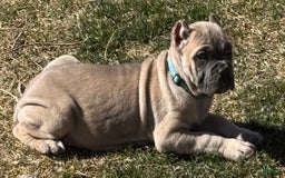 Cane Corso dogs for sale: Georgia - Image 13
