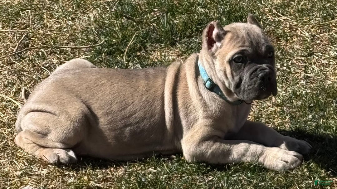 Cane Corso dogs for sale: Georgia - Image 13
