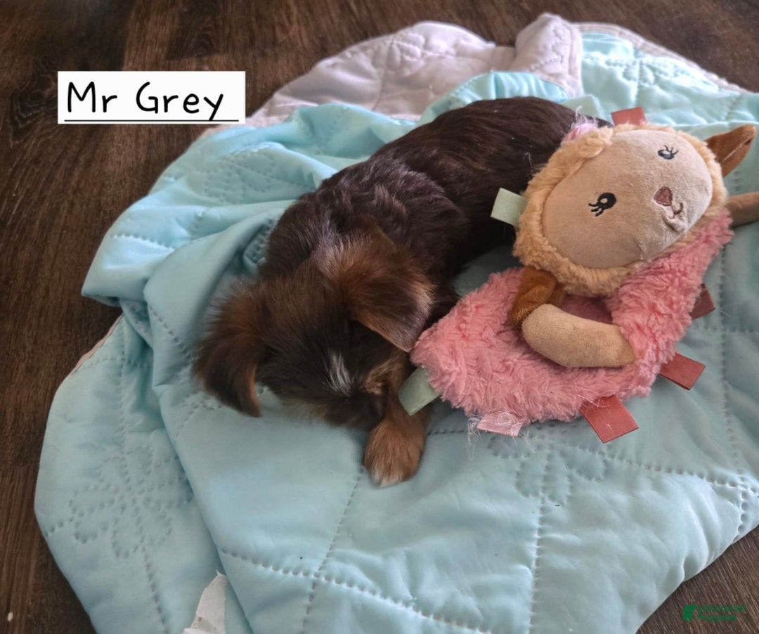 Yorkshire Terrier dogs for sale: Mr Grey - Image 1