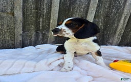 Beaglier dogs for sale: Oscar - Image 7