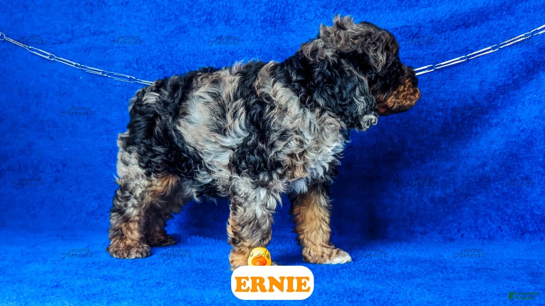Cavapoo dogs for sale: Ernie - Image 10