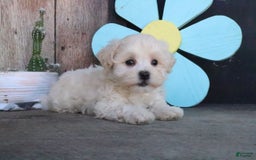 Maltipoo dogs for sale: Polly - Image 4