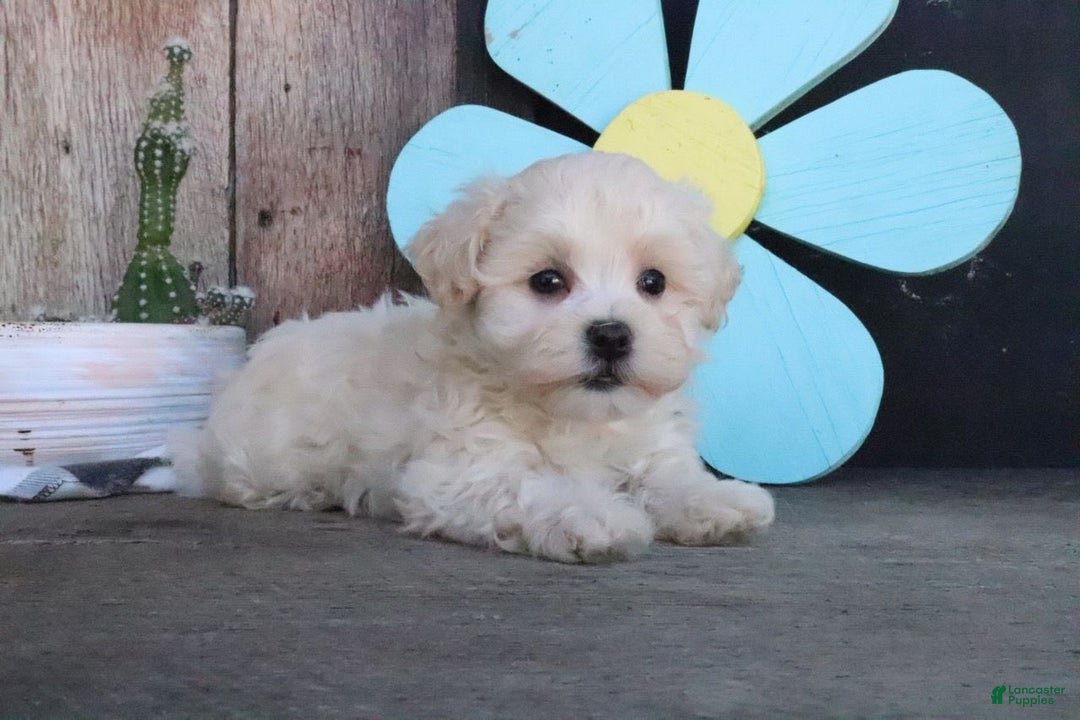 Maltipoo dogs for sale: Polly - Image 4