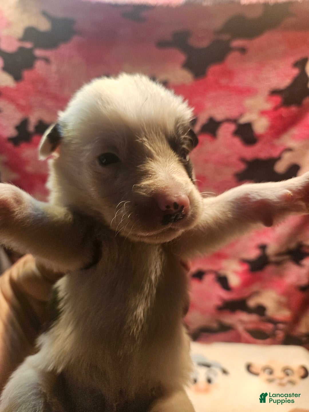 Border Collie dogs for sale: I-dog - Image 30