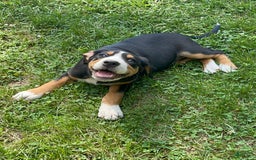 Greater Swiss Mountain Dog dogs for sale: Julep - Image 4