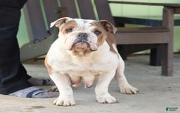 Olde English Bulldogge dogs for sale: Cassie - Image 10