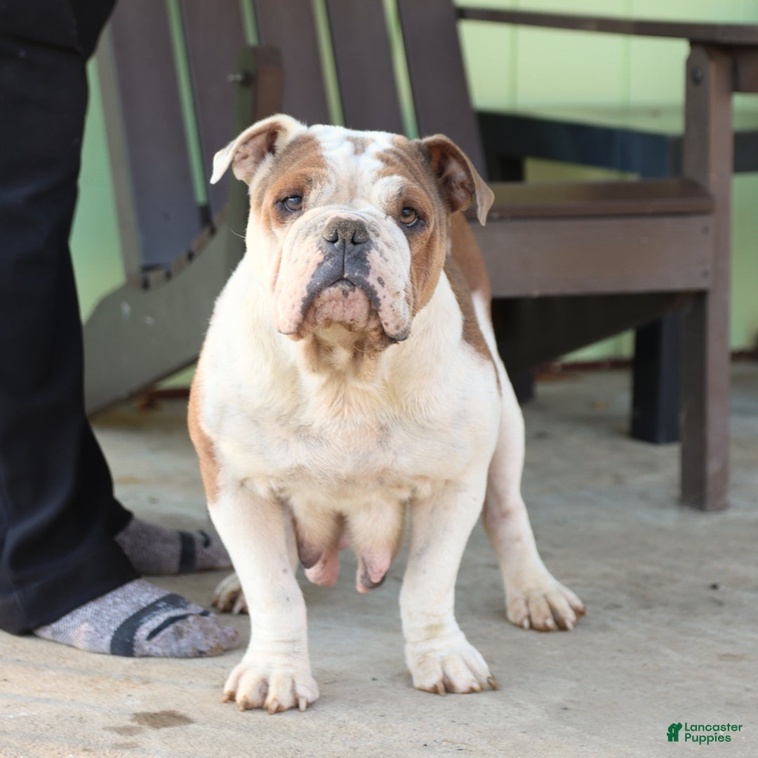 Olde English Bulldogge dogs for sale: Cassie - Image 10