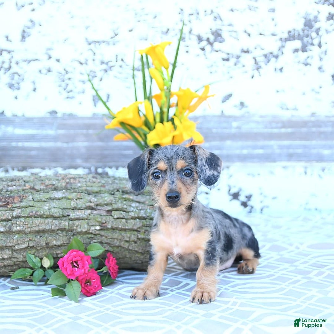 Miniature Dachshund dogs for sale: Trisha - Image 10