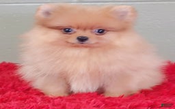 Pomeranian dogs for sale: Dillon - Image 5