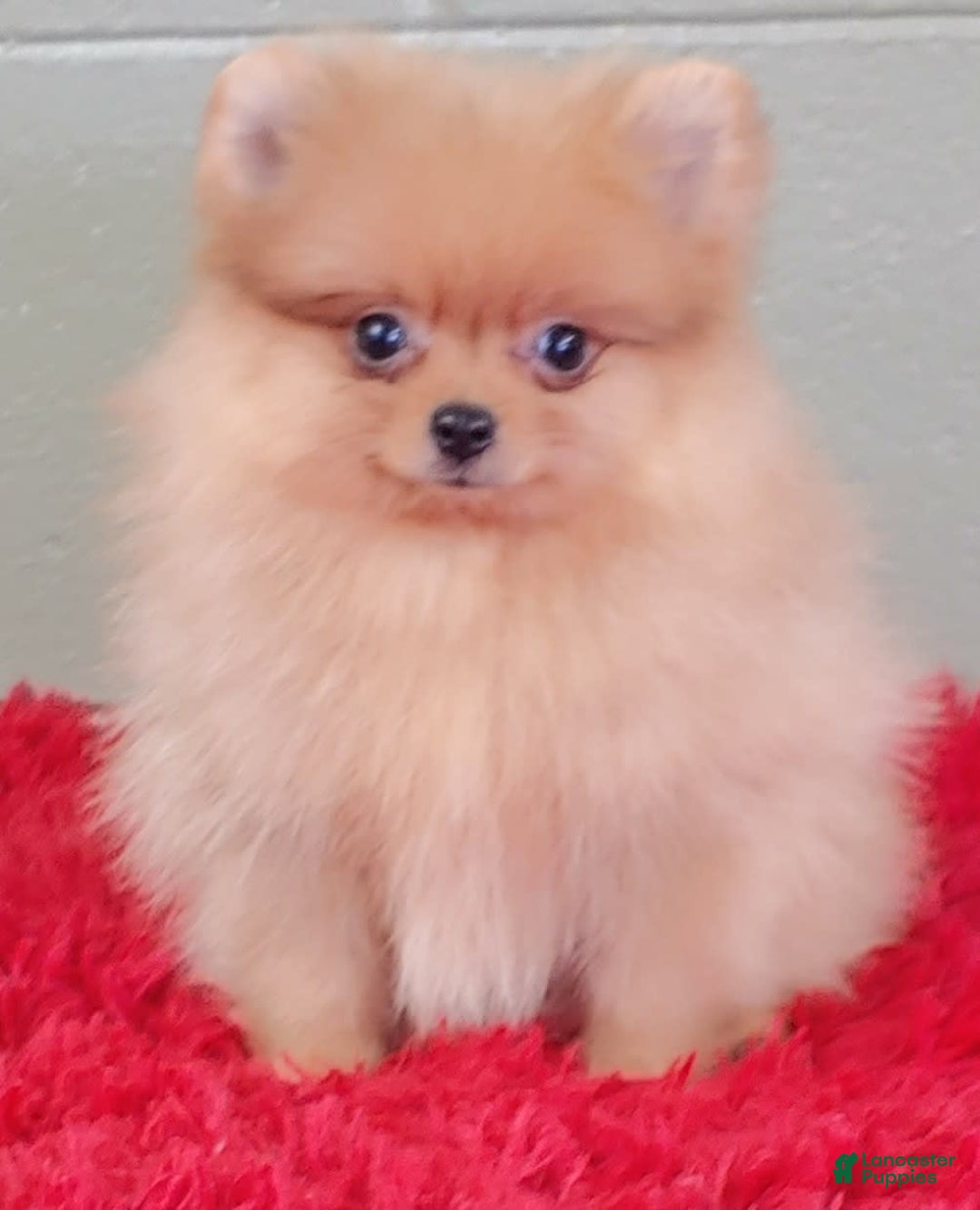 Pomeranian dogs for sale: Dillon - Image 5