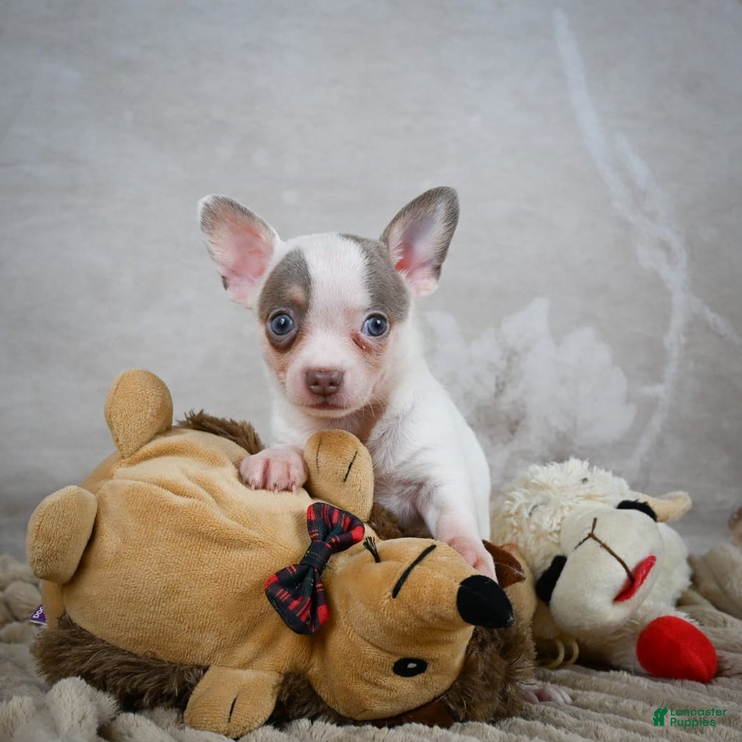 Chihuahua dogs for sale: Tyranus - Image 5