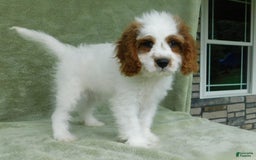 Cavapoo dogs for sale: Cleo - Image 3