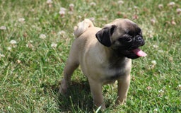 Pug dogs for sale: Pug 3 puppies - Image 15
