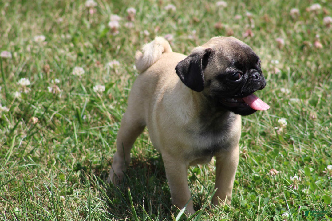 Pug dogs for sale: Pug 3 puppies - Image 15