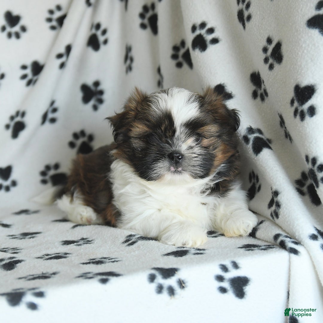 Shih Tzu dogs for sale: Everest - Image 4