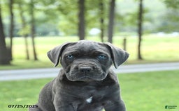 Cane Corso dogs for sale: Skye - Image 2
