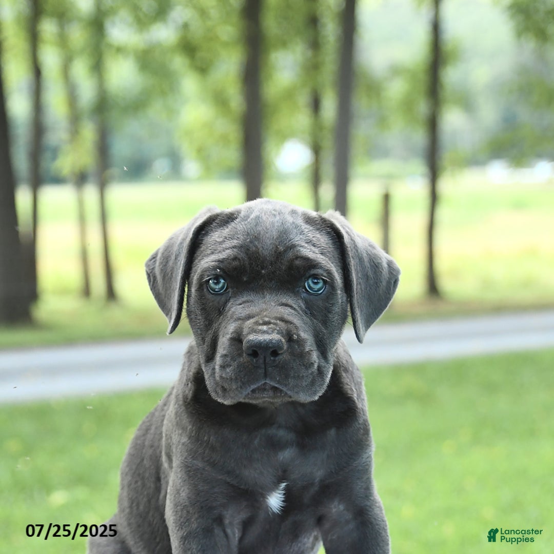 Cane Corso dogs for sale: Skye - Image 2