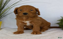 Goldendoodle dogs for sale: Emmie - Image 23