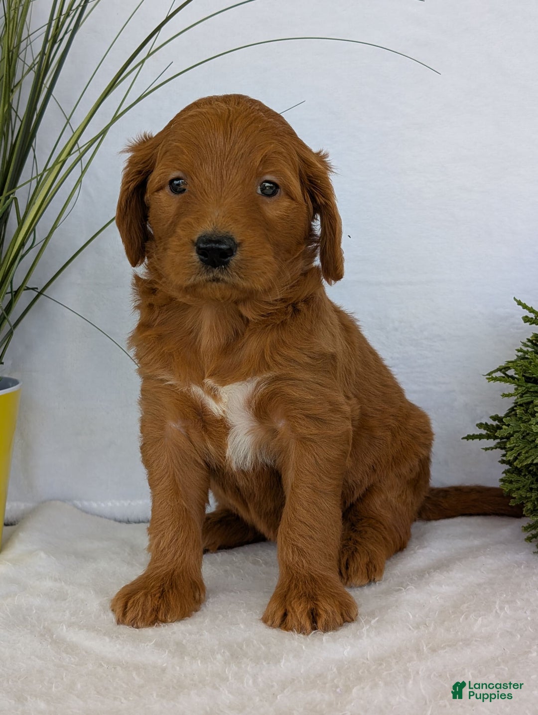 Goldendoodle dogs for sale: Emmie - Image 23