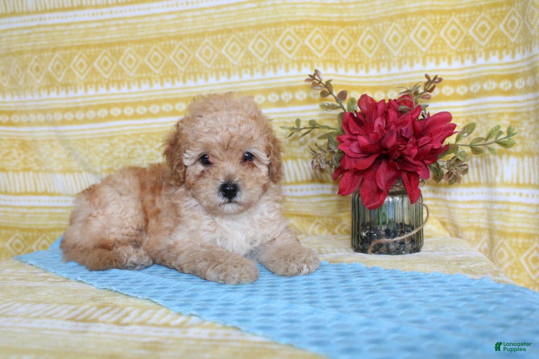 Mini Goldendoodle dogs for sale: Lewis - Image 16