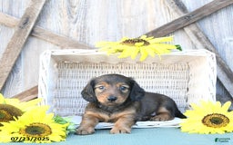 Dachshund dogs for sale: Cleo - Image 1