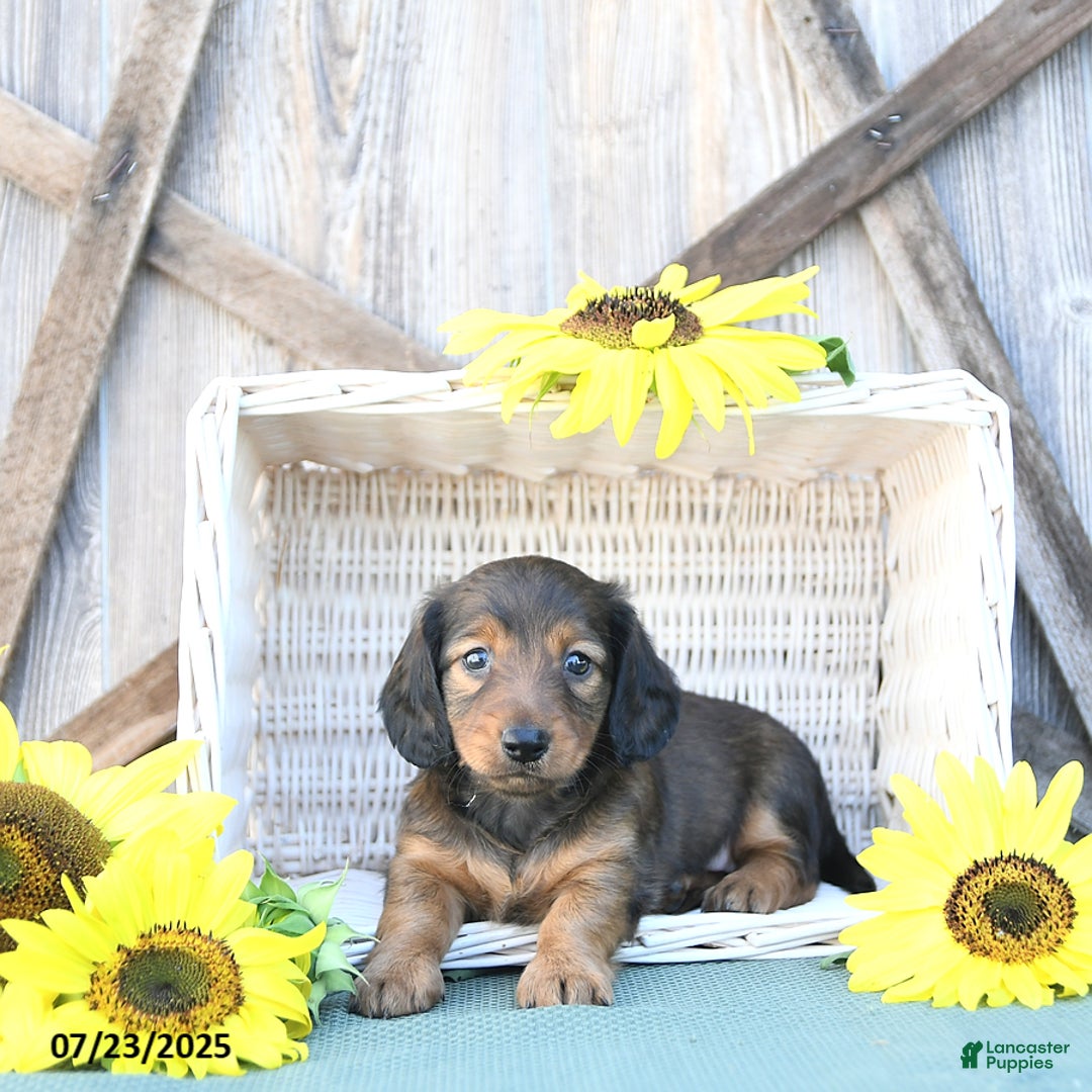 Dachshund dogs for sale: Cleo - Image 1