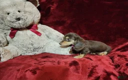 Miniature Dachshund dogs for sale: KISSES - Image 6