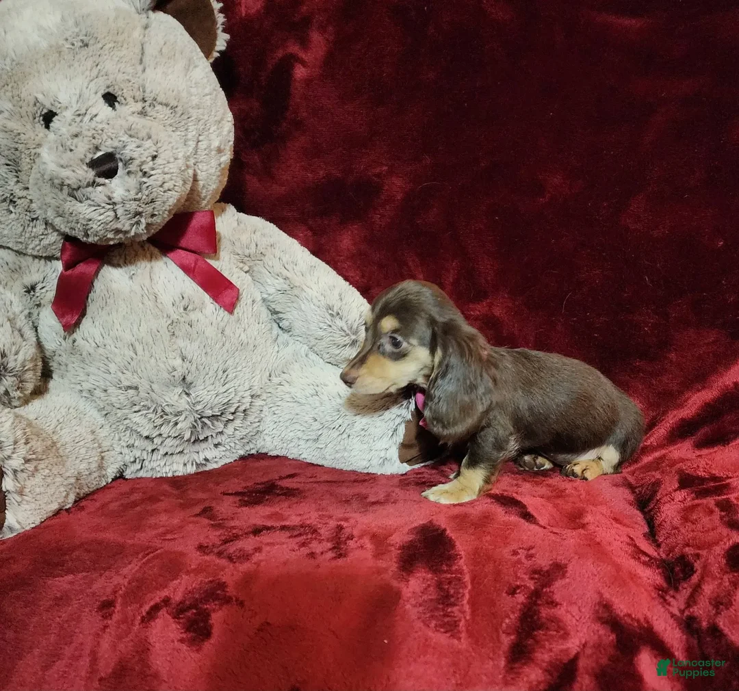 Miniature Dachshund dogs for sale: KISSES - Image 6