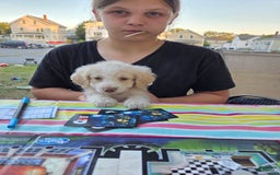 Mini Aussiedoodle dogs for sale: Frozone - Image 4