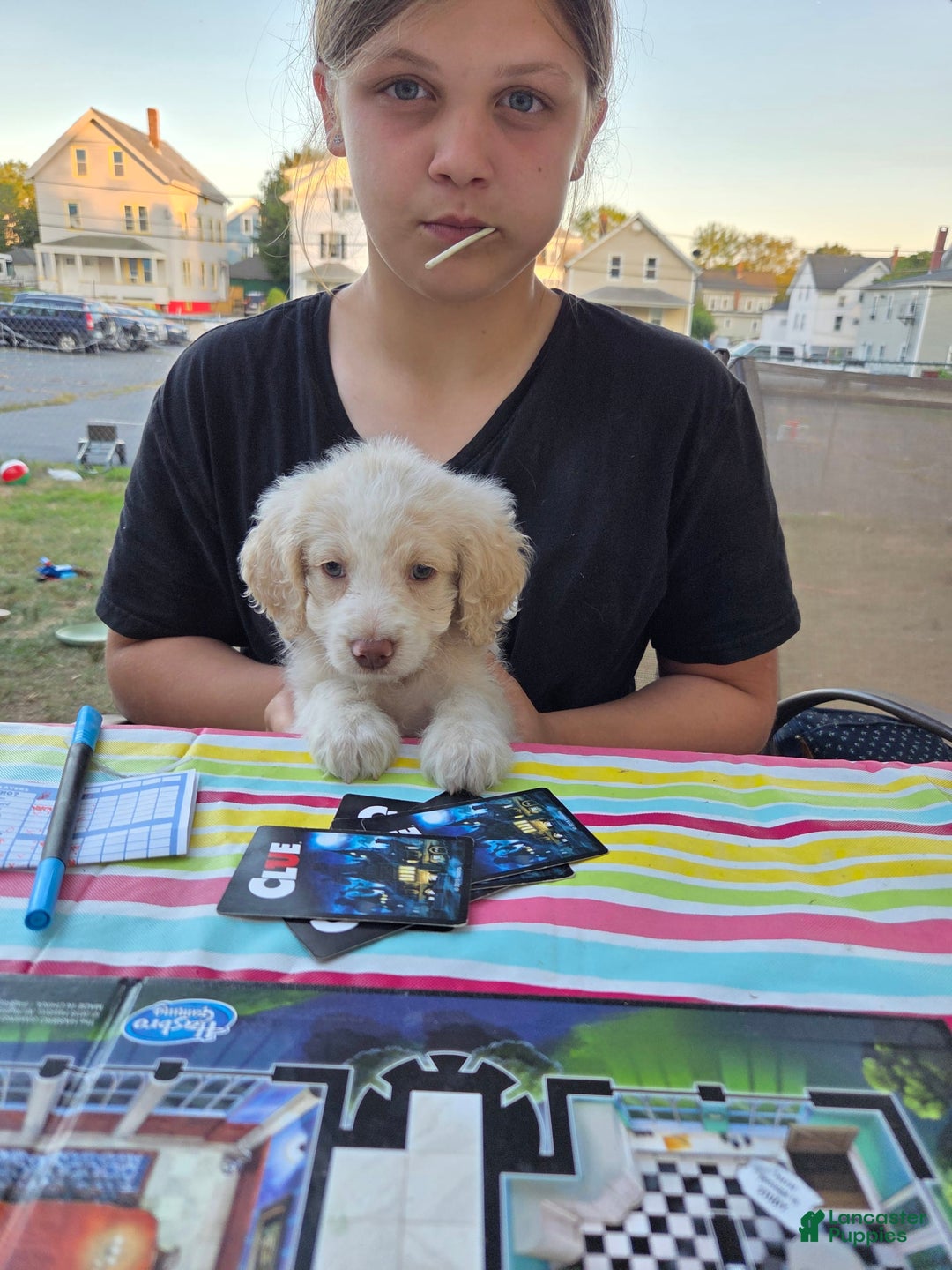 Mini Aussiedoodle dogs for sale: Frozone - Image 4