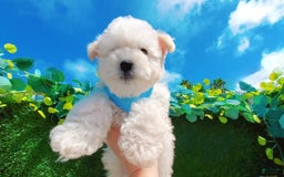 Maltipoo dogs for sale: Tiger - Image 18