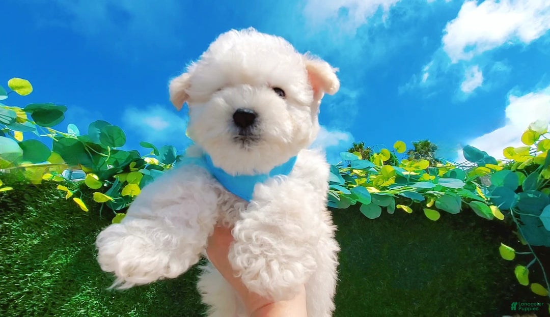 Maltipoo dogs for sale: Tiger - Image 18