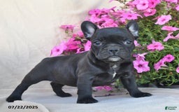 Frenchton dogs for sale: Fuzzie - Image 3