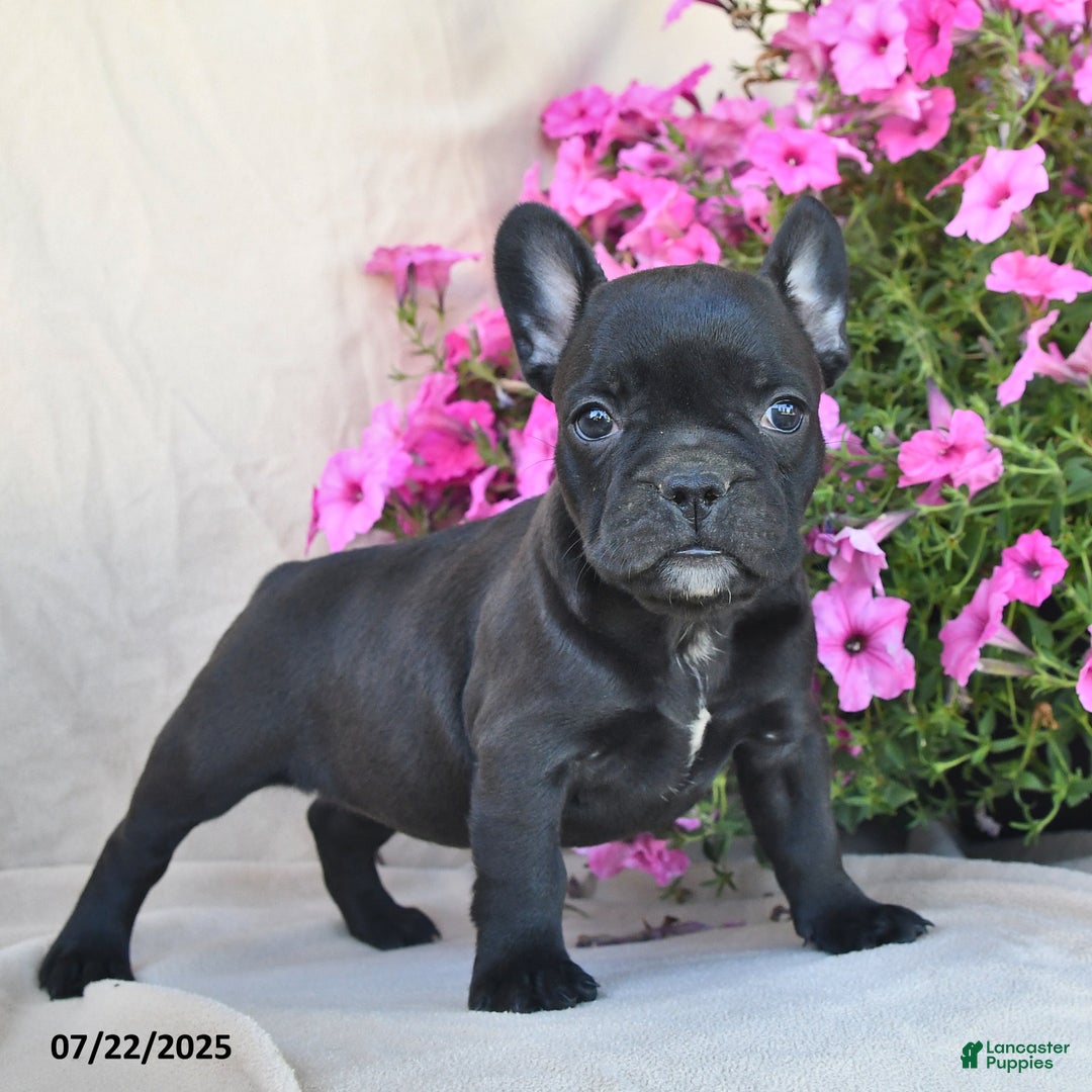 Frenchton dogs for sale: Fuzzie - Image 3