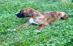 Boxer dogs for sale: Bruno - Image 6