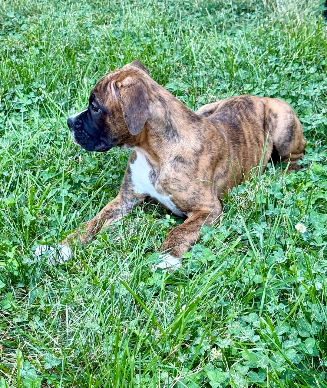 Boxer dogs for sale: Bruno - Image 6