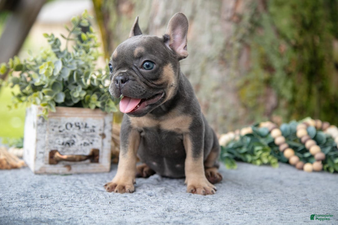 French Bulldog dogs for sale: French Bulldog 5 puppies - Image 11
