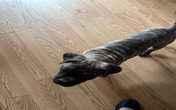 American Pit Bull Terrier dogs for sale: Elsa aka Brindle - Image 1
