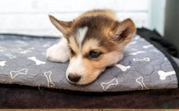 Alaskan Malamute dogs for sale: Sanji - Image 3