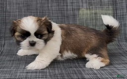 Shih Tzu dogs for sale: Biscuit - Image 3