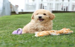 Bichpoo dogs for sale: Tyson - Image 4
