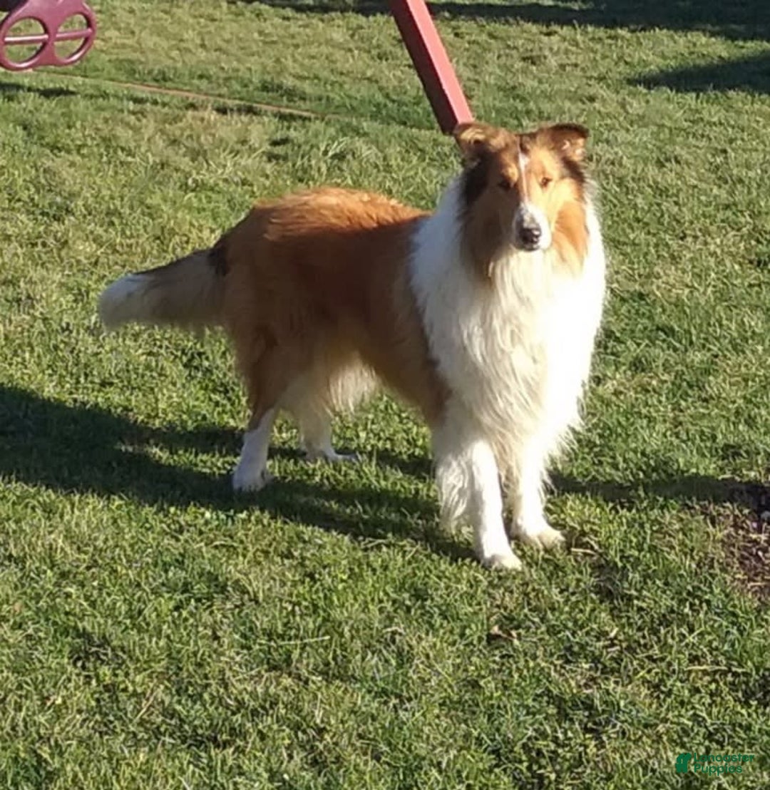 Collie dogs for sale: Bandit - Image 14