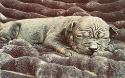 American Bulldog dogs for sale: China - Listing for pets: China, Chongqin - Image 8