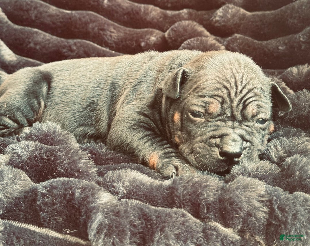 American Bulldog dogs for sale: China - Listing for pets: China, Chongqin - Image 8