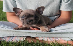 French Bulldog dogs for sale: French Bulldog 3 puppies - Image 37